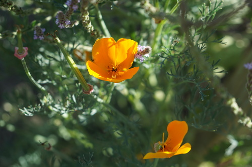 iNaturalist observation photo of California poppy