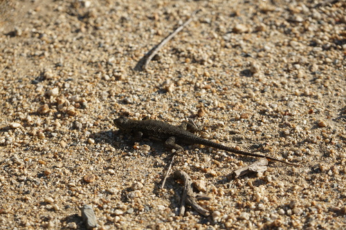 iNaturalist observation photo of Western Fence Lizard