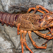 Southern Rock Lobster - Photo (c) Danilo Hegg, all rights reserved, uploaded by Danilo Hegg