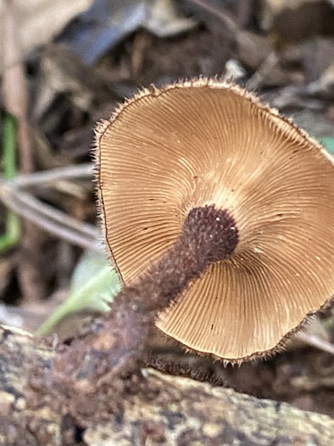 Hairy Trumpet