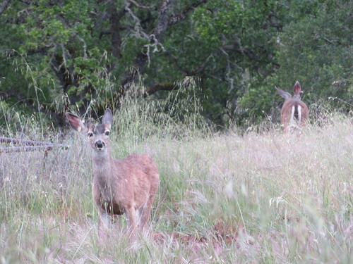 iNaturalist observation photo of Mule Deer