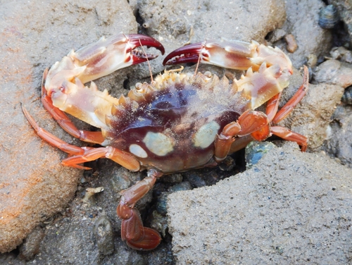 Charybdis lucifer (Fabricius, 1798)