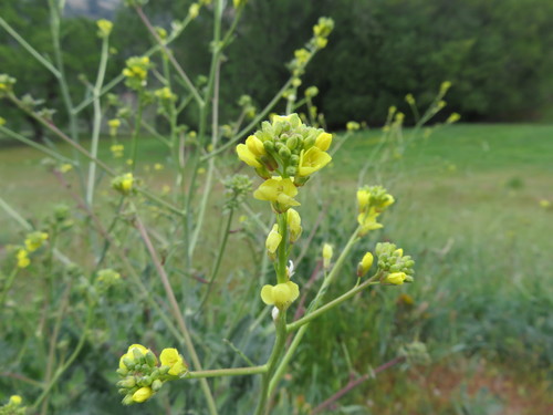 iNaturalist observation photo of Shortpod Mustard