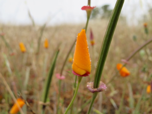 iNaturalist observation photo of California poppy
