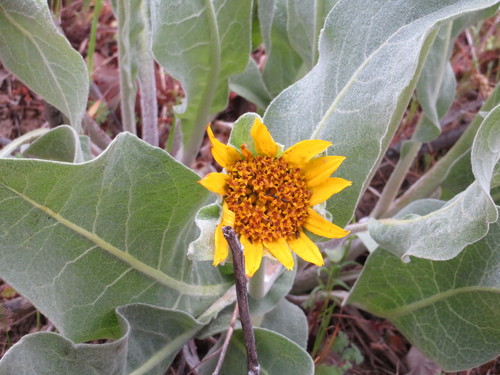 iNaturalist observation photo of Gray Mule-Ears