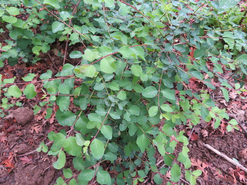 iNaturalist observation photo of Common Snowberry