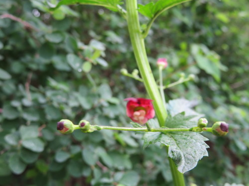 iNaturalist observation photo of California beeplant