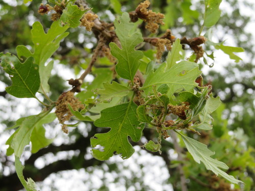iNaturalist observation photo of valley oak