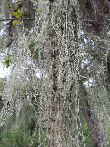 iNaturalist observation photo of lace lichen
