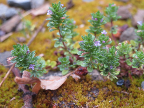iNaturalist observation photo of thyme-leaved pogogyne