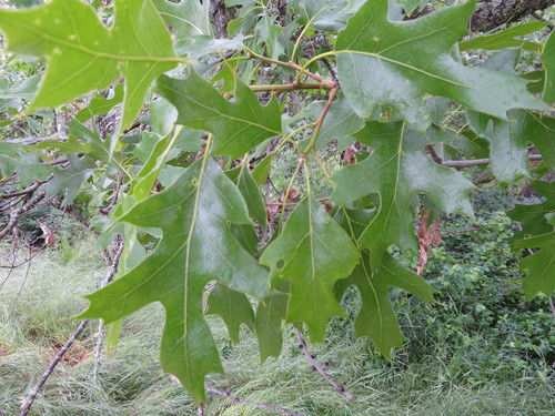 iNaturalist observation photo of California black oak