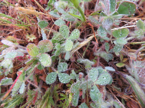 iNaturalist observation photo of Rose Clover