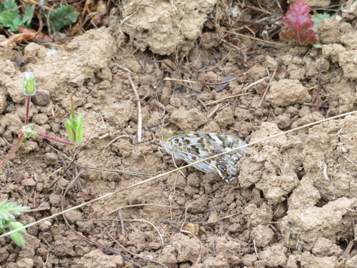 iNaturalist observation photo of Painted Lady