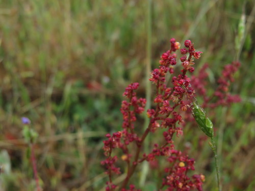 iNaturalist observation photo of Sheep's sorrel