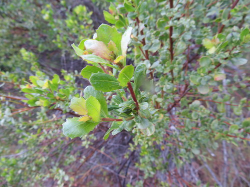 iNaturalist observation photo of coyote brush