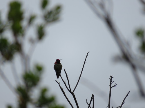 iNaturalist observation photo of Anna's Hummingbird