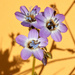 Gilia latiflora - Photo (c) Matt Smith, todos los derechos reservados, subido por Matt Smith