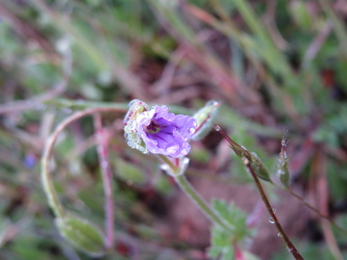 iNaturalist observation photo of Mediterranean Stork's-bill
