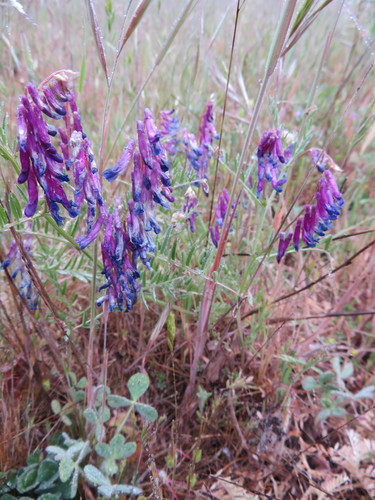 iNaturalist observation photo of hairy vetch