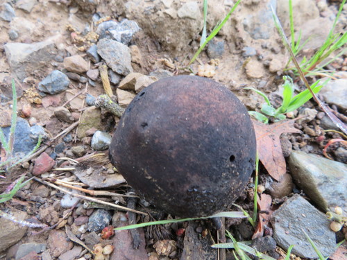 iNaturalist observation photo of California Gall Wasp