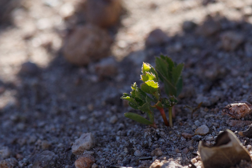 Bigberry Manzanita seedling