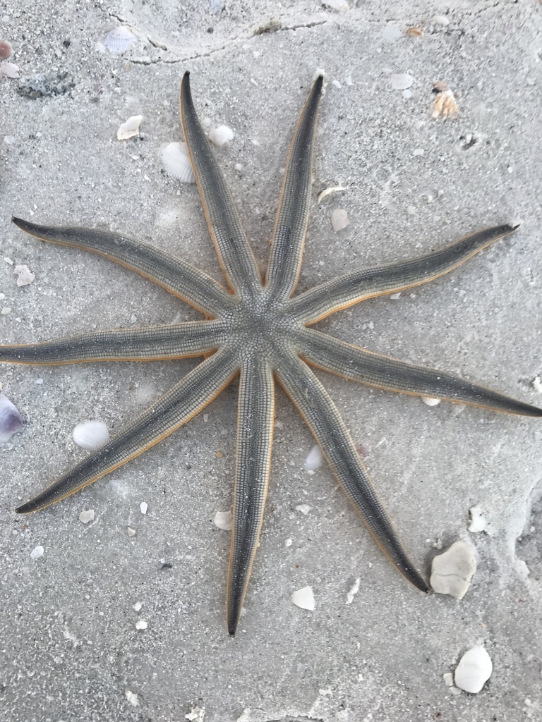 Luidia maculata - Eight-armed Sea Star - Taxo4254 - Wiki.nus