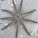 Nine-armed Sea Star - Photo (c) breannabaer, all rights reserved