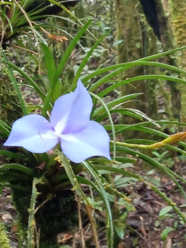 Tillandsia umbellata