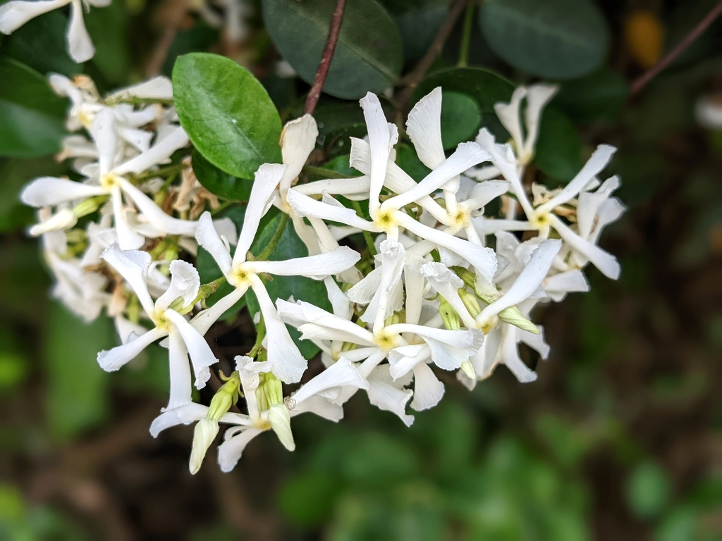 Jazmín Estrella (Trachelospermum jasminoides) · NaturaLista Colombia