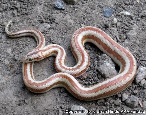Coastal Rosy Boa