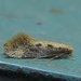 Mandarin Tinea Moth - Photo (c) John Ratzlaff, all rights reserved, uploaded by John Ratzlaff
