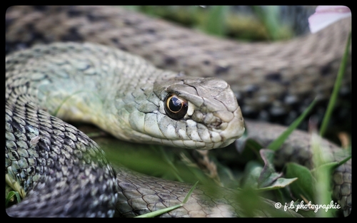 Western Montpellier Snake