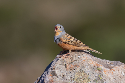 Cretzschmar's Bunting