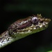 Eyelash Viper - Photo (c) I_find_snakie, all rights reserved, uploaded by I_find_snakie