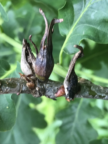 Ram's Horn Gall Wasp