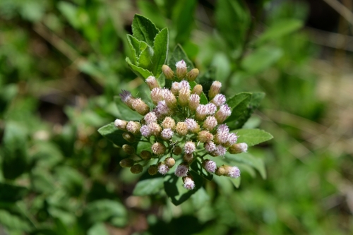 Quincy pride (Pluchea ovalis)