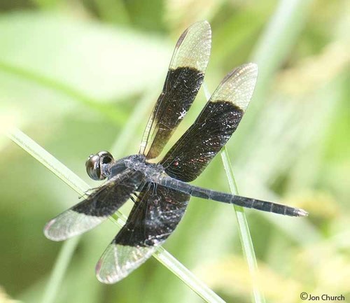 Black-winged Dragonlet (Erythrodiplax funerea) · iNaturalist