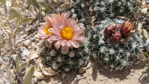 Pediocactus winkleri