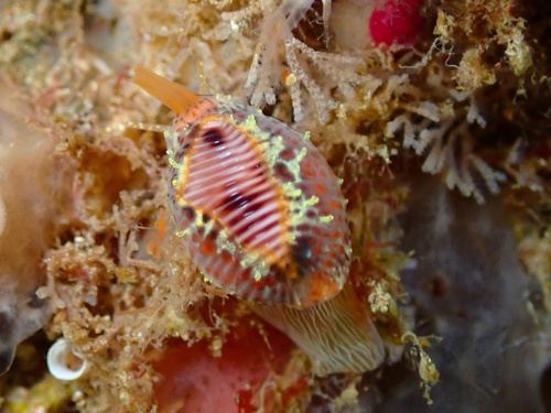 European cowrie
