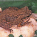 Peters' Foam-nest Tree Frog - Photo (c) Paul Freed, all rights reserved, uploaded by Paul Freed