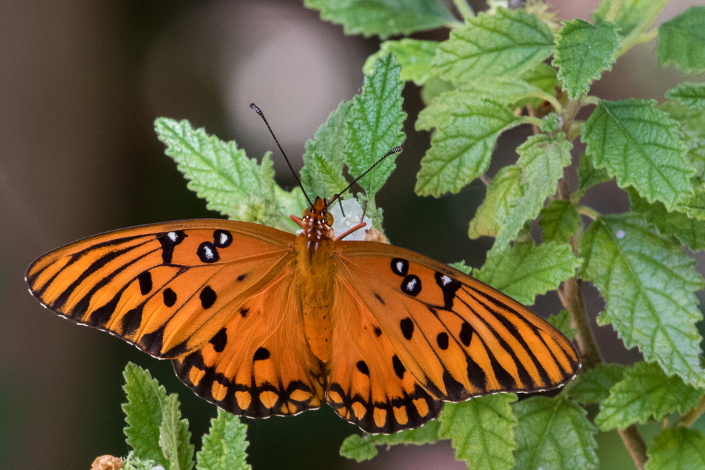 Gulf Fritillary from 601 Howard England Way, Key West, FL 33040, USA on ...