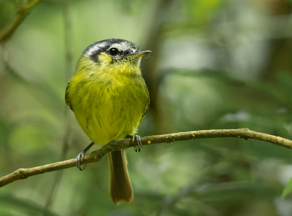 Southern Bristle-Tyrant (Pogonotriccus eximius) photo