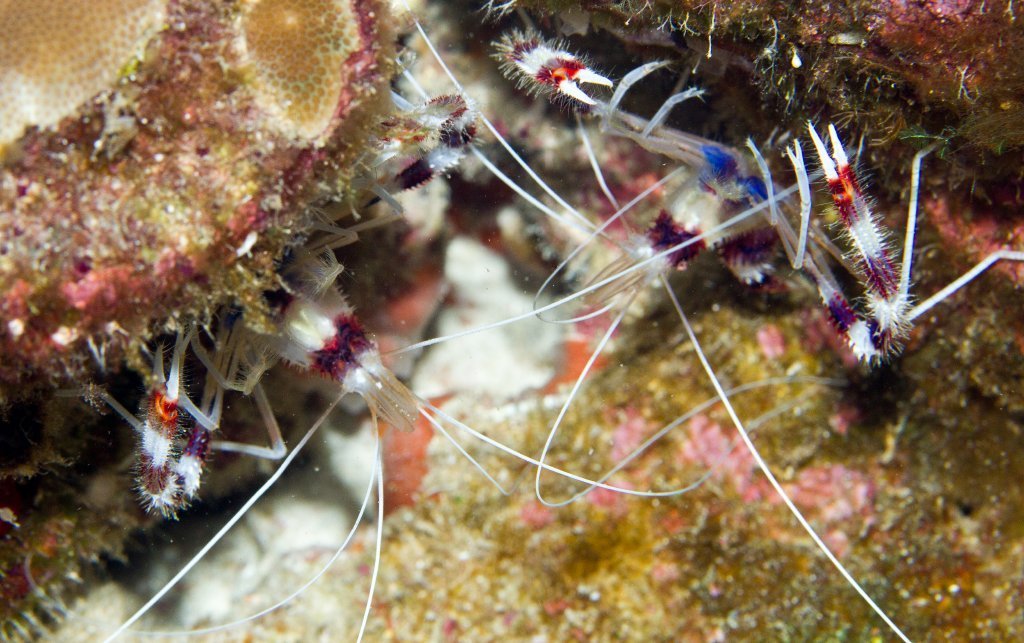 Banded Coral Shrimp (Stenopus hispidus) · iNaturalist