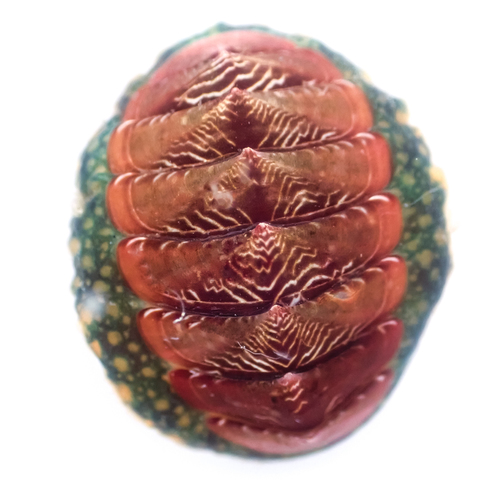 Remarkable Red Chiton