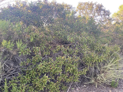 iNaturalist observation photo of laurel sumac