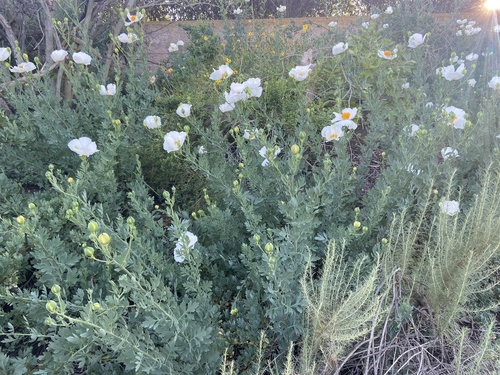 iNaturalist observation photo of Coulter's matilija poppy