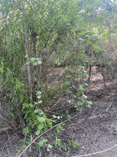 iNaturalist observation photo of desert wild grape