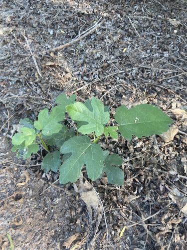 iNaturalist observation photo of common fig