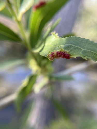 iNaturalist observation photo of Gall and Forest Midges