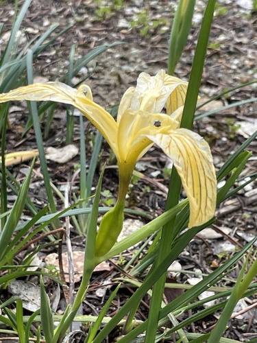 Iris tenax ssp. klamathensis